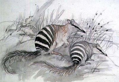 Banded Anteater by John Gould